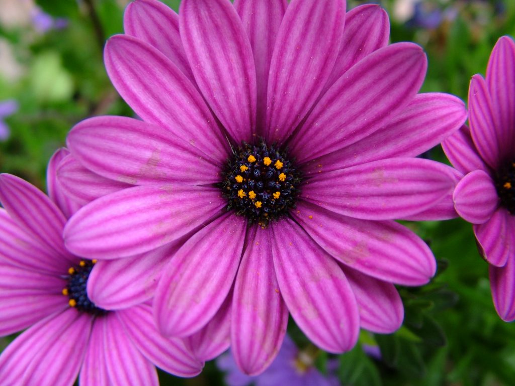 Nærbillede af rødlilla margueritter. Blomster i stærke farver, fotokunst.