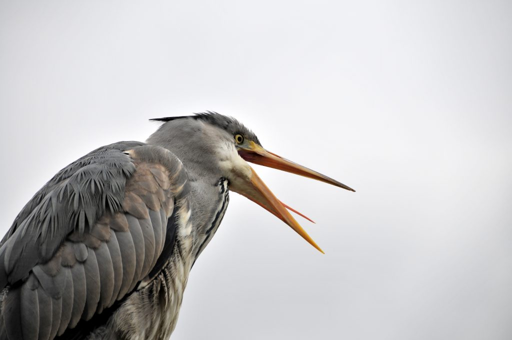 Nærbillede af fiskehejre med åben næb og tunge. Fotokunst.