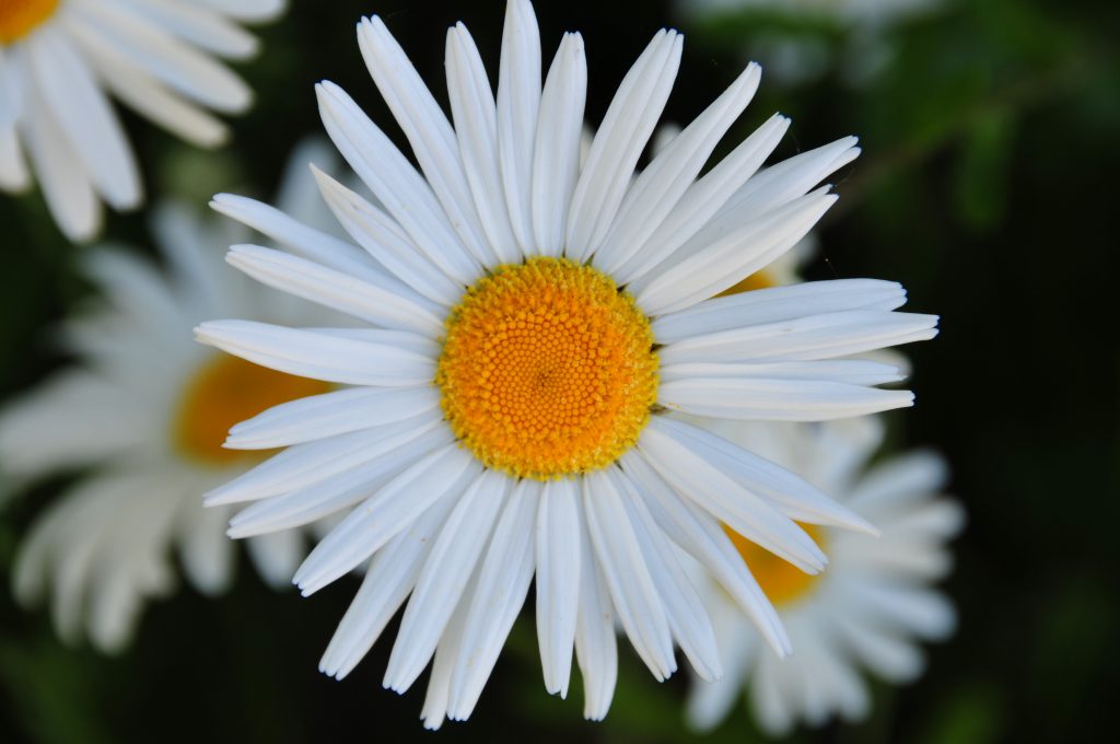 Nærbillede af marguerit. Blomst, fotokunst.