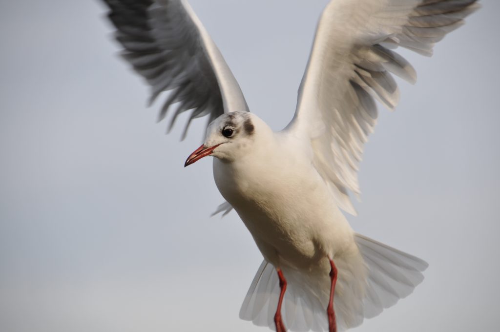Nærbillede af flyvende måge med spredte vinger. Fotokunst