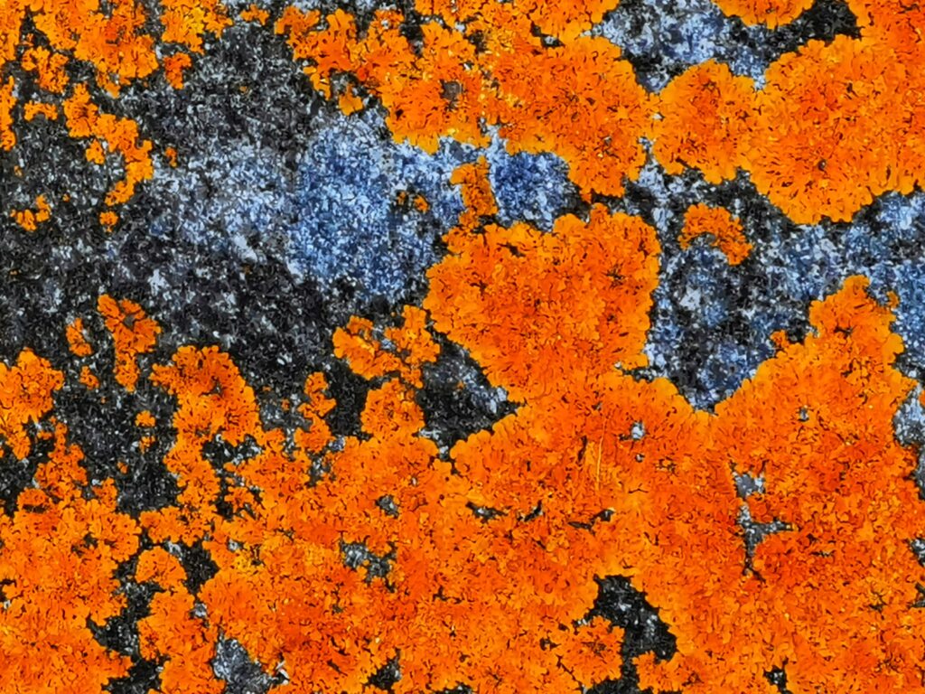 Orange alger på blåsort sten. Fotokunst, den orange planet, kraftige farver.