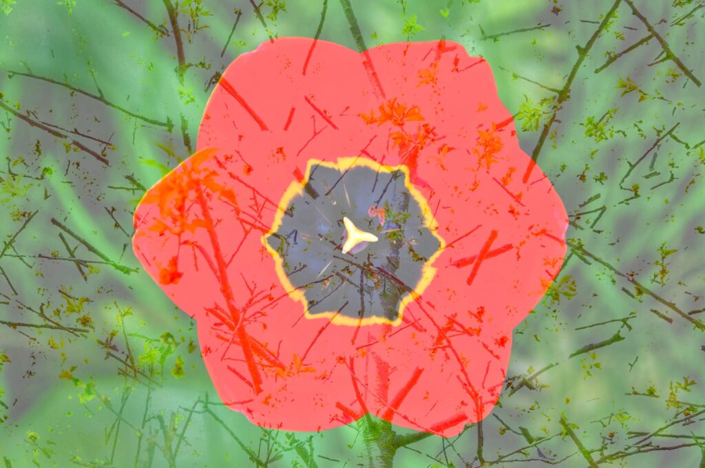 Fotokunst, abstrakt, natur, rød blomst, sløret baggrund med blade