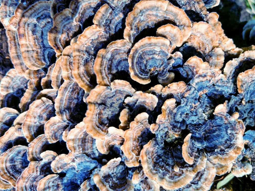Fotokunst, farvede svampe, baggrund,wallpaper